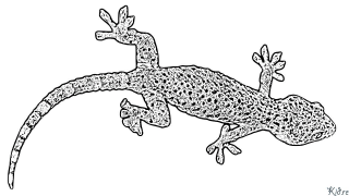 gecko Printbere Kleurplaten